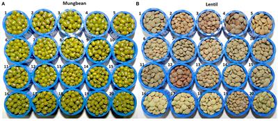 Diversity in Phytochemical Composition, Antioxidant Capacities, and Nutrient Contents Among Mungbean and Lentil Microgreens When Grown at Plain-Altitude Region (Delhi) and High-Altitude Region (Leh-Ladakh), India